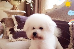 Lovelypet宠物美容沙龙6