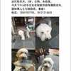 寻狗启示，古代牧羊犬，3岁，公...