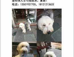 寻狗启示，古代牧羊犬，3岁，公...