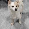 2岁4个月蝴蝶犬与土狗串串公狗寻新家