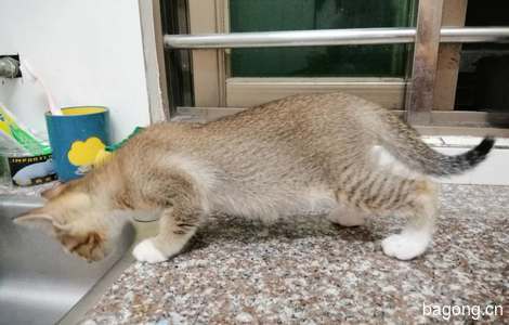 小母猫小奶猫求领养1