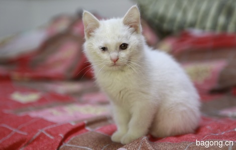 一只三个月大的小白公猫求领养3