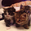 阿姨楼下流浪猫生的三只小猫求领养