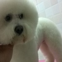 辛德瑞拉宠物 封面小图