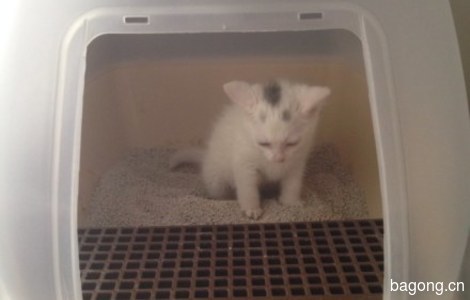 鸳鸯眼白色小奶猫，两个月大左右，眼睛一蓝一黄，很萌2