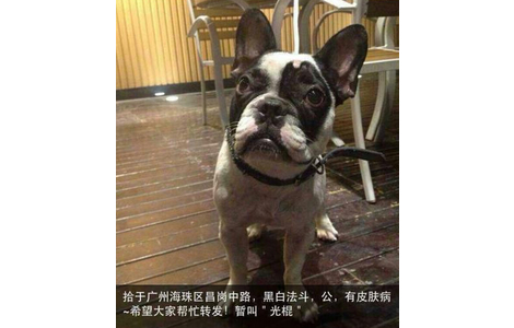 廣州市海珠區昌崗中路撿到一隻狗狗
