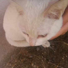 郑州大学新校区捡到纯白波斯猫