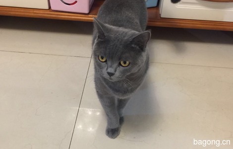 加菲 英短蓝猫 两兄弟找新家4