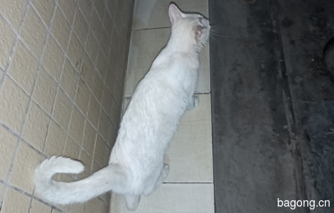 今晚楼下有一只大的白色猫咪，如果明天还在的话，可以帮忙领养走2