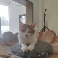 可爱的小猫求带走