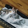两只小猫，非常健康活泼，本人工作原因不能再养，求收养