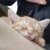 【广州流浪猫领养】活泼可爱的金灿灿小橘猫