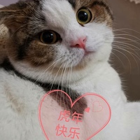 美短公猫