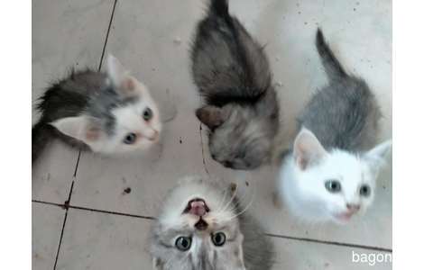 家中母猫生了四只小猫，有一半加...