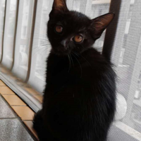 广州西村附近三个月小黑家猫求领养