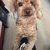 于2018年6月28日搬迁时走丢，朋...