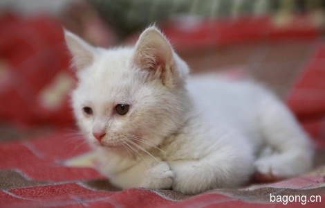 一只三个月大的小白公猫求领养2
