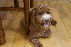 金杨家庭宠物寄养2