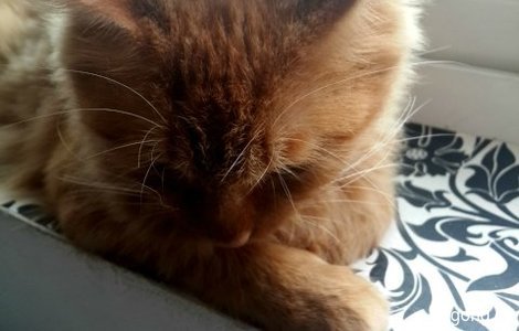 老虎猫免费领养6
