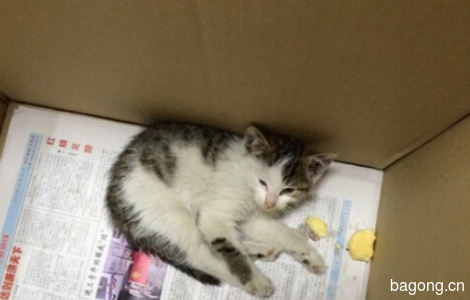 【爱心领养】上海地铁世纪大道站捡到一只小奶猫2