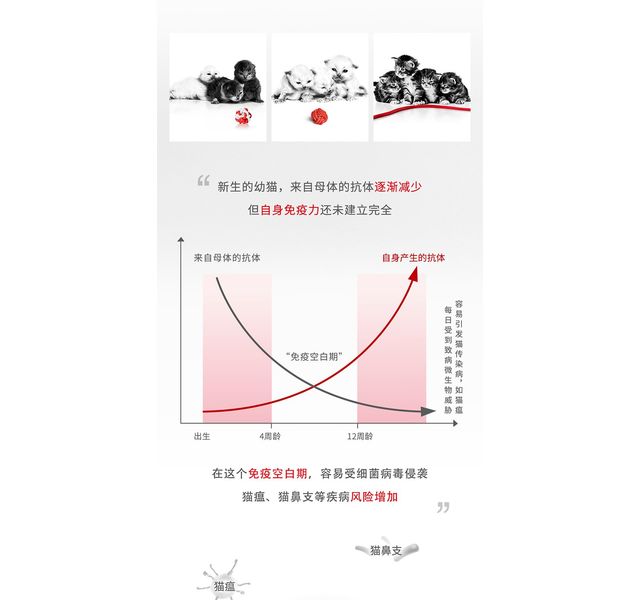 皇家猫粮bk34奶糕