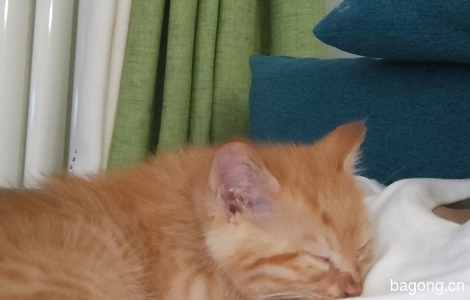 一个月大的小橘猫无偿领养1