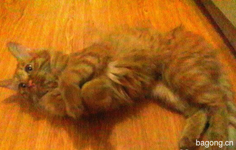 老虎猫免费领养7