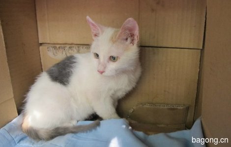 两姐妹猫咪求领养0