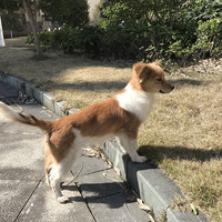 免费领养漂亮可爱小花狗啦
