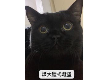 我有一只3岁的猫崽子...