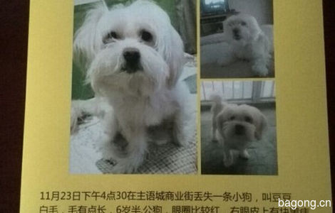 白色6岁半公狗于11.23在郑州主语城走丢