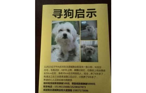 白色6岁半公狗于11.23在郑州主语城走丢