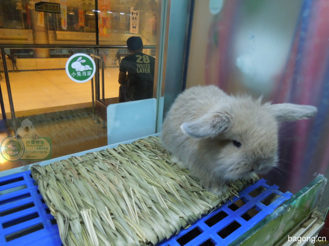 北京林玉婷宠物用品店 封面大图