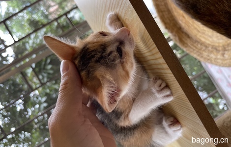 流浪猫救助，在我家阳台生了一窝小猫2