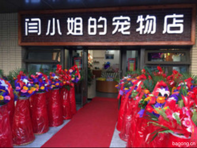 闫小姐的宠物店 封面大图