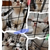 3个月小猫找新家