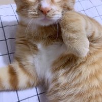 #坐标朱辛庄，从小养到大的公猫，2岁，已绝育，性格活泼。免费领养，非诚勿扰。 ​​​