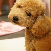 地点惠州，有三只泰迪，寻求真正爱狗的人领养