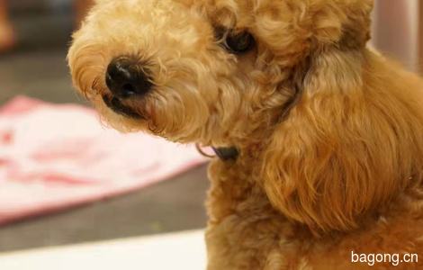 地点惠州，有三只泰迪，寻求真正爱狗的人领养0