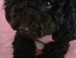 狗狗是一个黑色的贵宾犬。个性比...