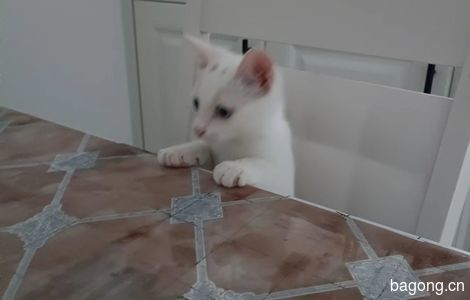 5个半月小白猫免费找领养4