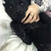 [北京免费领养]狗狗一岁女孩