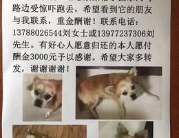 寻狗启示，本人的蝴蝶犬串串于10...