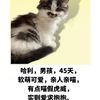 软萌可爱小猫咪想找个好人家，求领养