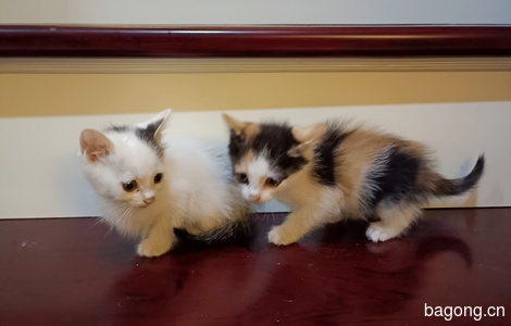 一只猫妈妈和2只小奶猫3
