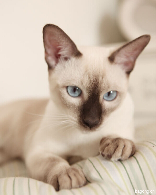 教您快速辨别猫星人品种！！！1