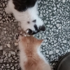 有两只2个多月的小猫，一只黑白花，一只橘色的，养不了了，求爱猫人士领养