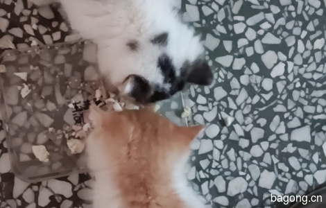 有两只2个多月的小猫，一只黑白花，一只橘色的，养不了了，求爱猫人士领养0