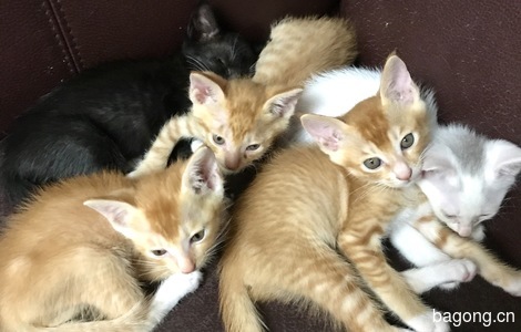 家养五只小猫送养，求抱走～（两个月大）2