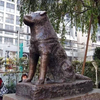 90年后，八公终于等到了主人……